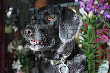 ANIMALES jigsaw puzzle