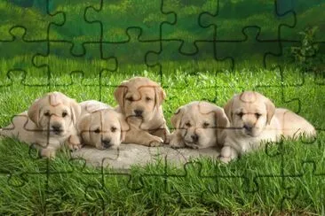 ANIMALES jigsaw puzzle