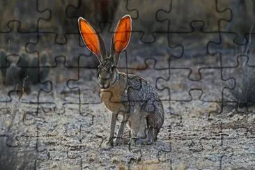 ANIMALES jigsaw puzzle