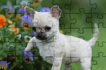 chiuahua jigsaw puzzle