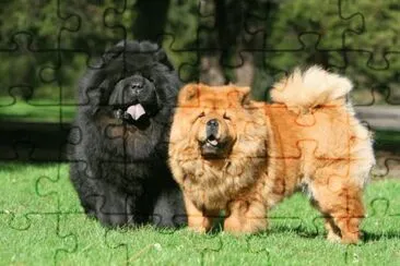 chow chow jigsaw puzzle