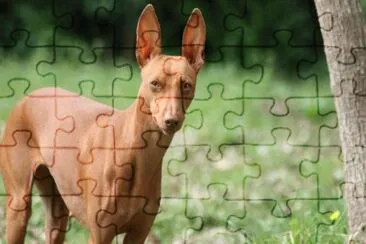 cirneco dell 'etna jigsaw puzzle