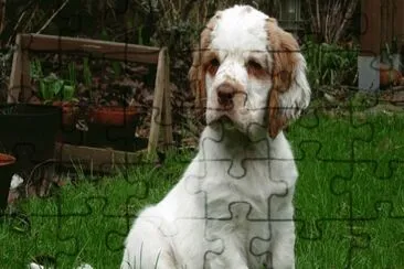 clumber spaniel jigsaw puzzle