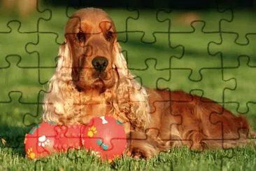 cocker spaniel inglese jigsaw puzzle