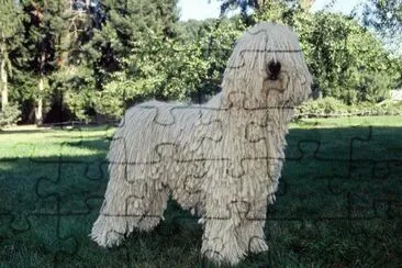 komondor