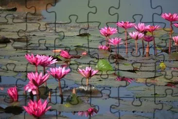 lotus jigsaw puzzle