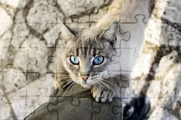 ANIMALES jigsaw puzzle