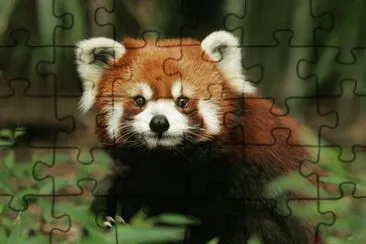 ANIMALES jigsaw puzzle