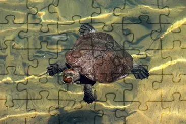 ANIMALES jigsaw puzzle