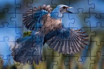 ANIMALES jigsaw puzzle