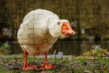 ANIMALES jigsaw puzzle