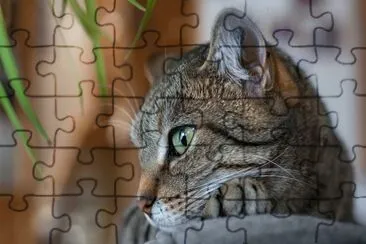 ANIMALES jigsaw puzzle