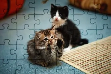 ANIMALES jigsaw puzzle