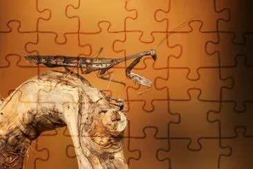 ANIMALES jigsaw puzzle