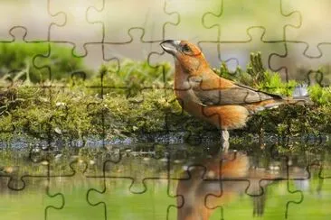 ANIMALES jigsaw puzzle