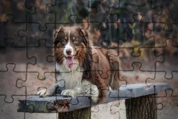 ANIMALES jigsaw puzzle