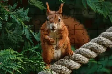 ANIMALES jigsaw puzzle