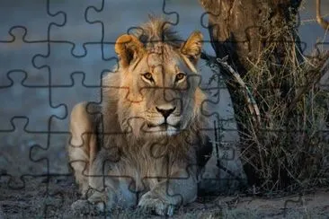 ANIMALES jigsaw puzzle