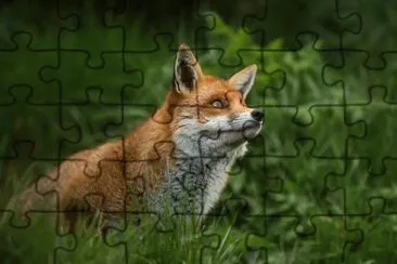 ANIMALES jigsaw puzzle