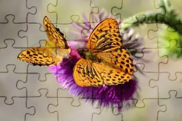 ANIMALES jigsaw puzzle