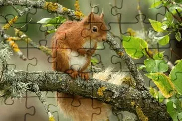 ANIMALES jigsaw puzzle