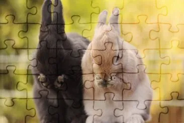 ANIMALES jigsaw puzzle