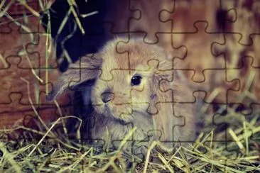 ANIMALES jigsaw puzzle