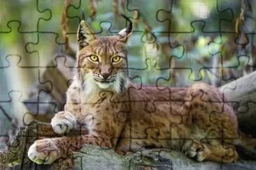 ANIMALES jigsaw puzzle