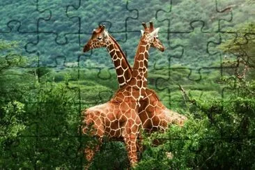 ANIMALES jigsaw puzzle