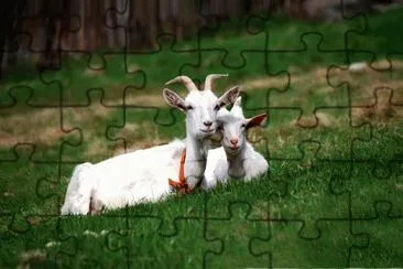 ANIMALES jigsaw puzzle