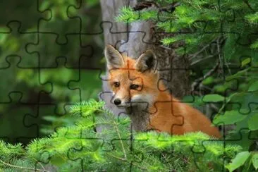 ANIMALES jigsaw puzzle