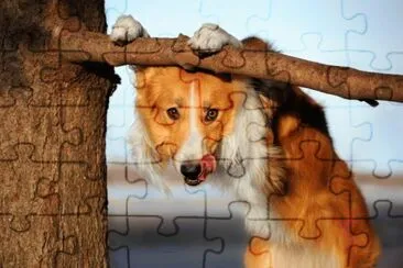 ANIMALES jigsaw puzzle