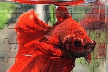 Betta jigsaw puzzle