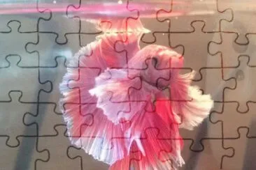 Betta jigsaw puzzle