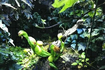 Terrarium Setups for Carnivorous Plants, Poison Dart Frogs and Toads