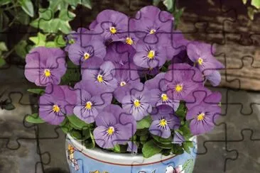 Pretty Dainty Violas