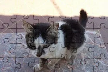 Cat jigsaw puzzle