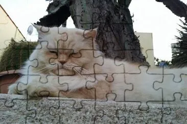 Cat jigsaw puzzle