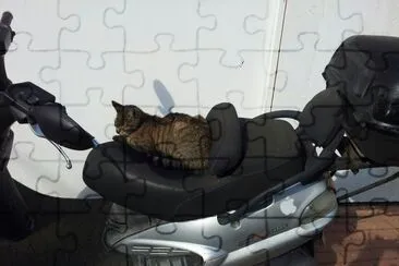 Cat on motorcycle jigsaw puzzle