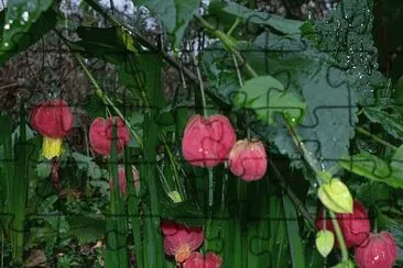 פאזל של Unusal Flowers at Castlefields Canal Basins-UK