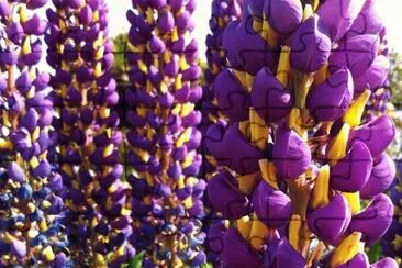 Pretty Purple Lupine Flowers