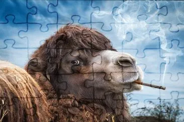 Fotos graciosas jigsaw puzzle