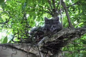 chat dans nid de pigeon