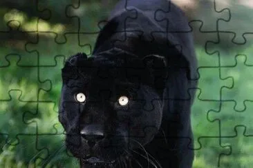 Pantera jigsaw puzzle