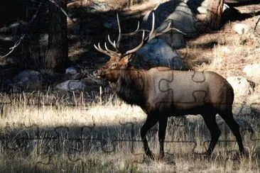 Elk