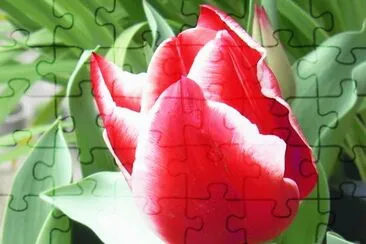 Tulipan jigsaw puzzle