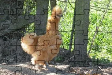 poule soie rousse jigsaw puzzle