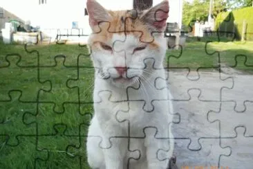 Prune jigsaw puzzle