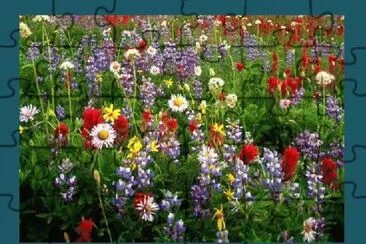 POZOBLANCO (CÃ“RDOBA) - LAS FLORES SILVESTRES...