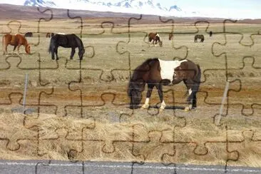 chevaux islandais jigsaw puzzle